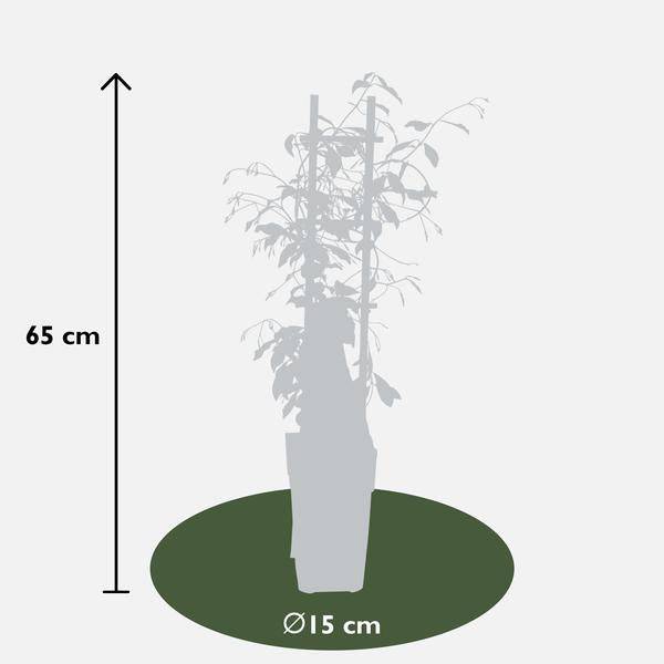 Sternjasmin Trachelospermum 'Star of Venice' – 2er-Set – ca. 65cm hoch Ø15cm – Duftende, winterharte Kletterpflanze – Immergrün – Für Balkon, Terrasse & Garten 