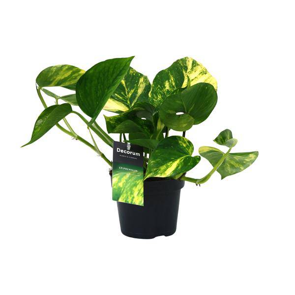 Efeutute - Scindapsus Epipremnum Aureum - Zimmerpflanze - Ø12cm - ↕25cm 