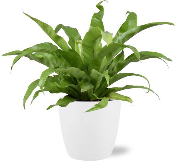 Asplenium Antiquum Nestfarn – Zimmerpflanze Ø17cm ↕45cm – Mit Topf Brüssel Weiß Ø18x17cm – Eleganter japanischer Farn für Innenräume – Pflegeleicht & dekorativ 