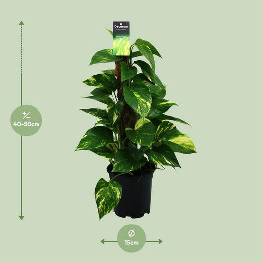 Efeutute - Scindapsus Epipremnum - Zimmerpflanze - Ø15cm - ↕50cm