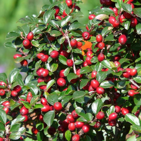 Cotoneaster dammeri – Teppich-Zwergmispel – Ø9cm – ↕10-25cm – 6 Pflanzen – Winterharter Bodendecker mit Blüten & Beeren 