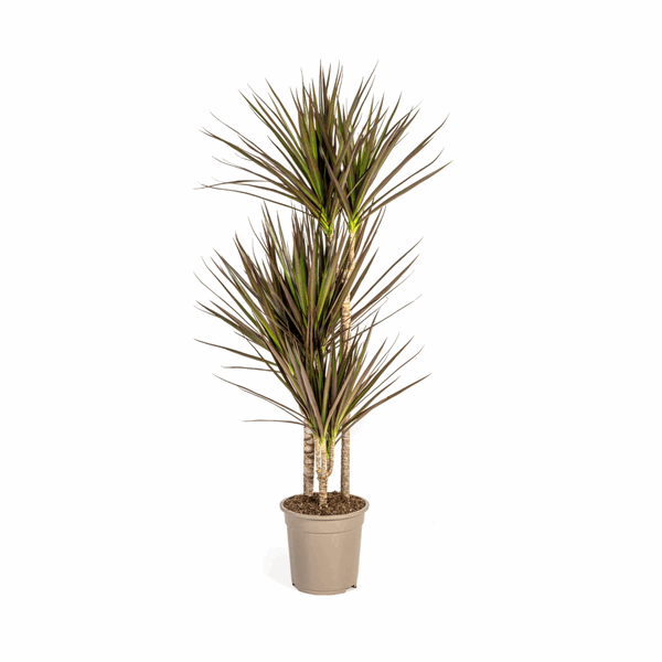 Dracaena Marginata Magenta – Drachenbaum – Zimmerpflanze Ø21cm ↕110-130cm – Schlank & Exotisch 