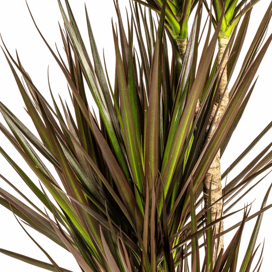 Dracaena Marginata Magenta – Drachenbaum – Zimmerpflanze Ø21cm ↕110-130cm – Schlank & Exotisch 