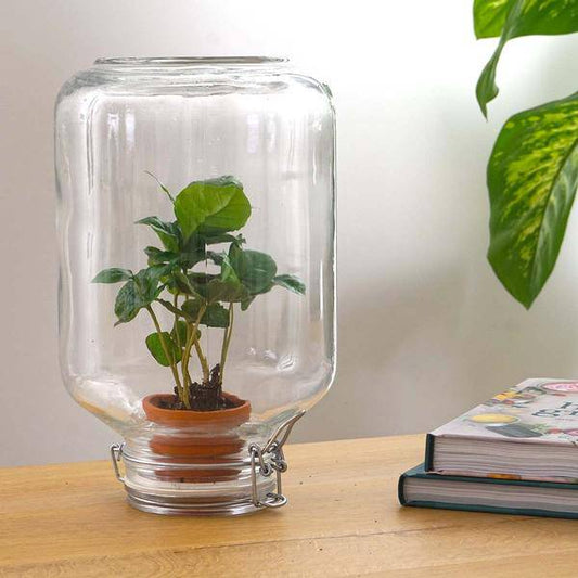Flaschengarten - Easyplant mit Coffea Arabica – Selbstversorgendes Terrarium – Lebende Zimmerpflanze im italienischen Glas – Nur einmal gießen – Perfekt für Pflegeleichte Grünpflanzen