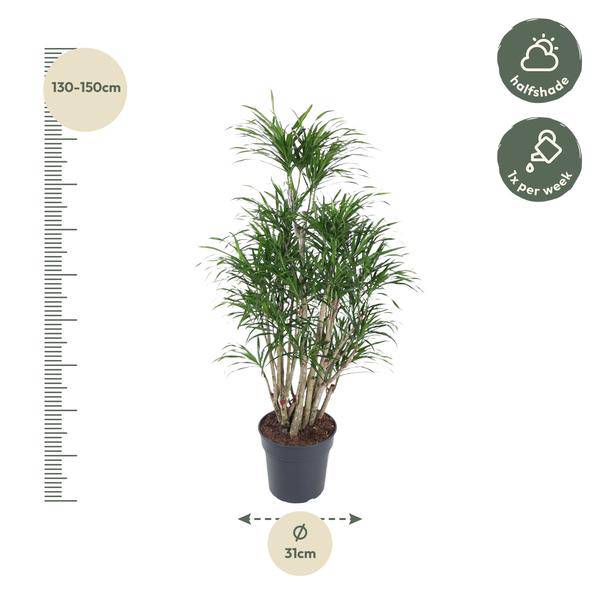 Drachenbaum – Dracaena Anita 160cm – Ø31cm – Verzweigte Zimmerpflanze mit schmalen grünen Blättern – Pflegeleichte Grünpflanze für Wohnzimmer, Büro & Wintergarten 