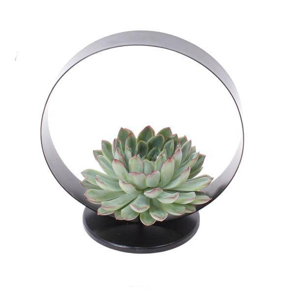 Sukkulente - Echeveria Pulidonis auf Deko Tischstandard - Zimmerpflanze - Ø20 cm - ↕20cm 