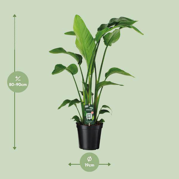 Baum-Strelitzie - Strelitzia Nicolai - Zimmerpflanze - Ø19cm - ↕90cm 