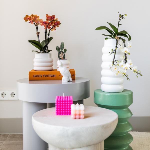 Phalaenopsis Orchidee Mineral Bolzano Orange – Zimmerpflanze mit 2–3 Zweigen – Inklusive Bubble Keramiktopf Weiß Ø9cm – Edle Orchidee für Wohnzimmer, Esszimmer & Büro 