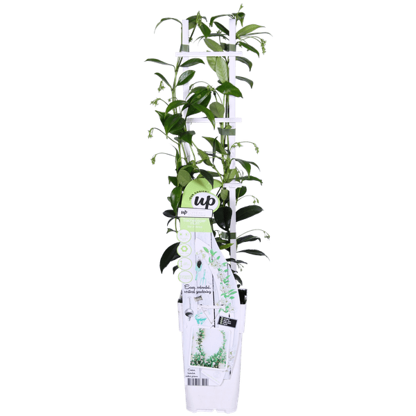 Sternjasmin Trachelospermum 'Star of Venice' – 2er-Set – ca. 65cm hoch Ø15cm – Duftende, winterharte Kletterpflanze – Immergrün – Für Balkon, Terrasse & Garten 