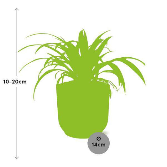 Grünlilie - Chlorophytum Comosum Variegatum - Zimmerpflanze + Topf Vibes Fold 14cm Rosa 