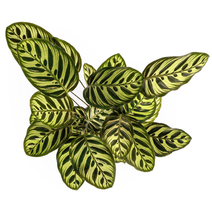 Calathea Makoyana Pfauen-Korbmaranthe – Zimmerpflanze Ø17cm – ca. 40-50cm hoch – Dekorative Blätter mit roter Unterseite 