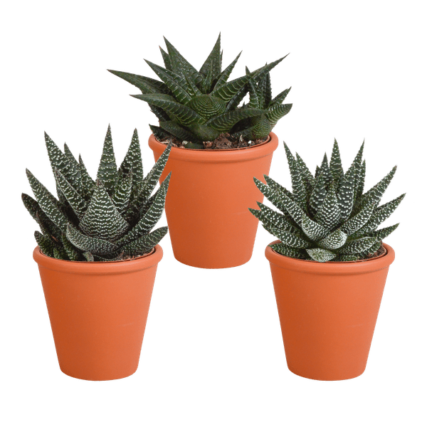 Sukkulente - Gasteria/Haworthia - Mix 8,5cm - 3 Stück + Topf 