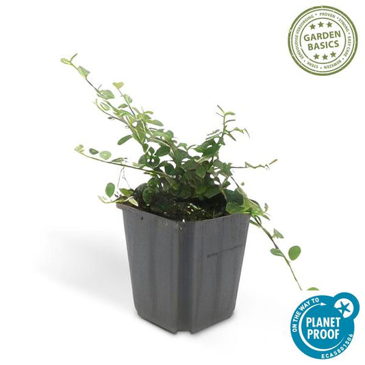 Cotoneaster prostratus 'Streibs Findling' – Zwergmispel – Ø9cm – ↕10-25cm – 12 Pflanzen – Robuster Bodendecker 