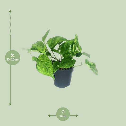 Efeutute Scindapsus Pictus Trebie – Zimmerpflanze im Ø12 cm Topf – ca. 20 cm hoch – Herzförmige Blätter mit silbernen Mustern – Pflegeleicht & luftreinigend 