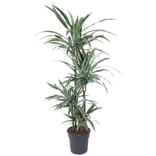 Drachenbaum – Dracaena Warneckei 150cm – Ø24cm – Zimmerpflanze mit weiß-grün gestreiften Blättern – Pflegeleichte Grünpflanze für Wohnzimmer, Büro & Wintergarten 