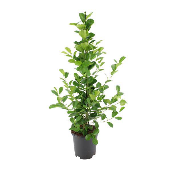 Chinesische Feige - Ficus microcarpa Moclame - Zimmerpflanze - Ø21cm - ↕95cm 