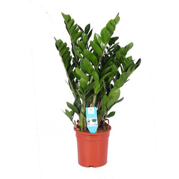 Glücksfeder - Zamioculcas Zamiifolia - Zimmerpflanze - Ø21cm - ↕95cm 