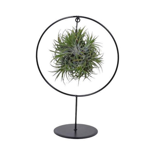 Luftpflanze - Tillandsia Ring Mix - Zimmerpflanze - Ø17cm - ↕30cm 