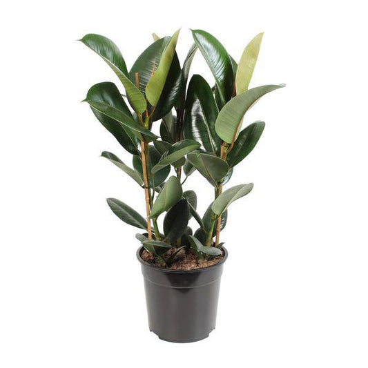 Gummibaum - Ficus Elastica Robusta - Zimmerpflanze - Ø27cm - ↕85cm 