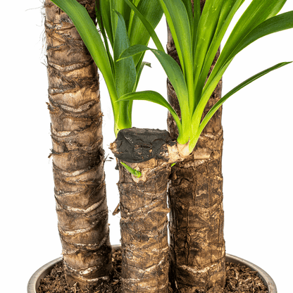 Yucca Elephantipes – Riesen-Palmlilie – Zimmerpflanze Ø24cm ↕120-140cm – Robust & pflegeleicht – Schwertförmige Blätter – Modernes Design 