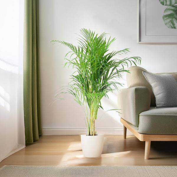 Areca-Palme Dypsis Goldfruchtpalme – Zimmerpflanze ↕100cm Ø21cm – Mit Viber Topf Weiß – Luftreinigende Tropenpflanze für Wohnzimmer & Büro – Nachhaltig & dekorativ 
