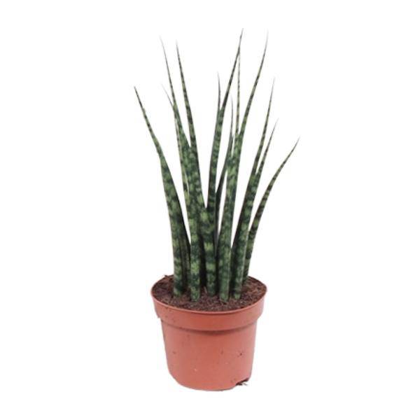 Bogenhanf - Sansevieria Fernholz Mikado - Zimmerpflanze -Ø12cm - ↕40cm 
