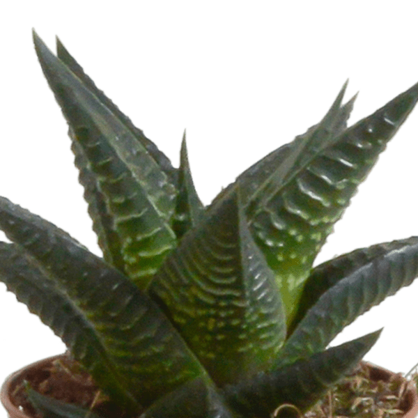 Sukkulente - Gasteria/Haworthia - Mix - 5,5 cm - im Topf - 5 Stück 