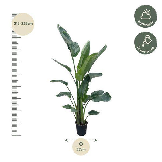 Baum-Strelitzie – Strelitzia Nicolai – Zimmerpflanze 210cm – Ø27cm – Weißer Paradiesvogel mit großen grünen Blättern – Tropische Kübelpflanze für Innen & geschützte Außenbereiche 
