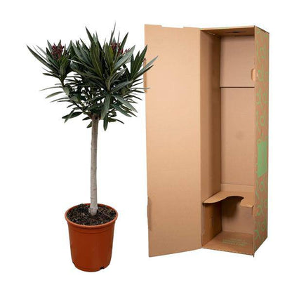 Rosenlorbeer – Nerium Oleander auf Stiel 90cm – Ø22cm – Immergrüne Kübelpflanze mit rosa Blüten – Mediterrane Zierpflanze für Garten, Terrasse & Balkon – Duftend & pflegeleicht 