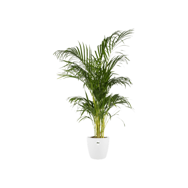 Topf Brüssel Rund Weiß – Ø30cm x H27cm – Moderner Pflanztopf aus Kunststoff – Leicht, robust & stilvoll für Innen- und Außenbereich 