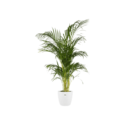 Topf Brüssel Rund Weiß – Ø30cm x H27cm – Moderner Pflanztopf aus Kunststoff – Leicht, robust & stilvoll für Innen- und Außenbereich 