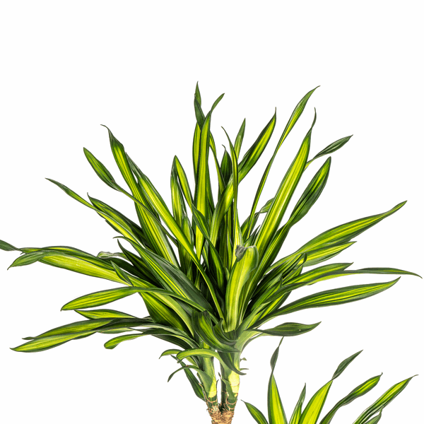 Dracaena Deremensis Rikki - Drachenbaum - Zimmerpflanze - Ø24cm - ↕130-150cm 