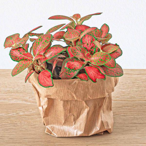 Flaschengarten Ficus Ginseng Bonsai – Nachfüllpackung & Starter Kit – DIY Pflanzenterrarium Set – Komplettset mit Terrarienpflanzen, Aktivkohle & Zubehör – Mini-Ökosystem zum Selberbauen 
