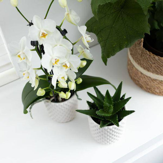 Phalaenopsis Orchidee Weiß Niagara Fall – Ø12cm – ca. 55–60cm hoch – Blühende Zimmerpflanze mit großen Blüten – Elegante Orchidee als Deko & Geschenkidee 