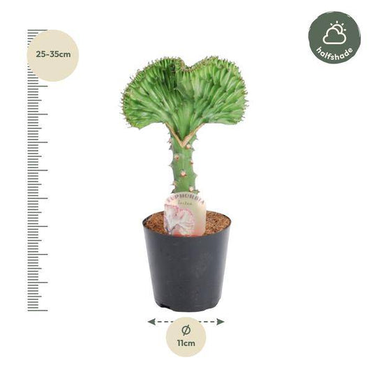 Euphorbia lactea Cristata Grün – Korallen-Wolfsmilch – Zimmerpflanze ca. 30cm – ø10,5cm – Exotische Sukkulente in Korallenform – Pflegeleichte Kaktuspflanze für sonnige Standorte 