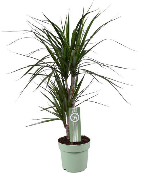 Drachenbaum - Dracaena Marginata - Zimmerpflanze - Ø17cm - ↕70cm 