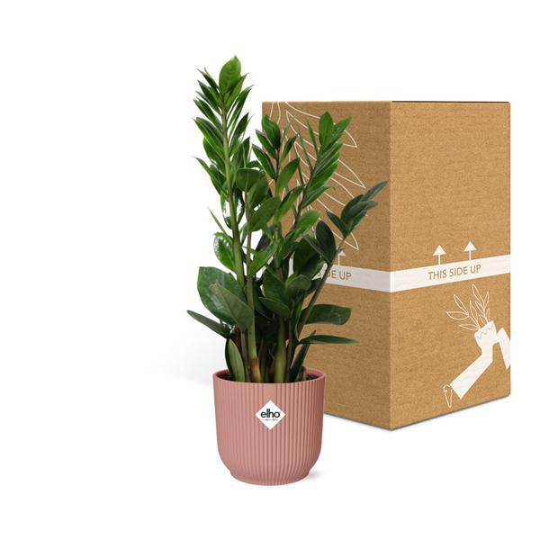 Glücksfeder Zamioculcas – 45-50cm Zimmerpflanze inkl. Ziertopf Vibes Fold Rosa Ø14cm – Pflegeleichte Grünpflanze mit glänzenden Blättern – Robust & luftreinigend – Für Wohnzimmer & Büro 