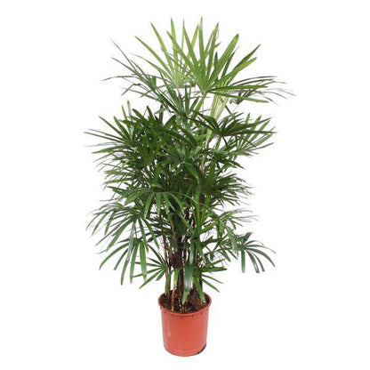 Steckenpalme – Rhapis Excelsa – Zimmerpflanze 190cm – Ø34cm – Pflegeleichte Damenpalme für Wohnzimmer, Büro & Wintergarten – Luftreinigende Palme 