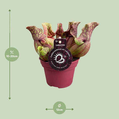 Schlauchpflanze Sarracenia Venosa – Kannenpflanze – Zimmerpflanze – Ø12cm Topf – ca. 20cm – Pflegeleicht & Exotisch 