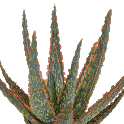 Sukkulente - Aloe Zebrina Dannyz - 10,5cm - Zimmerpflanze 