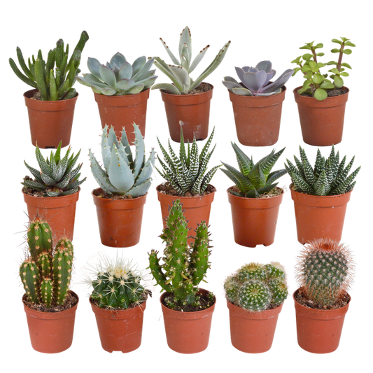 Kakteen und Sukkulenten Mix - 5,5 cm - 15 Stück 
