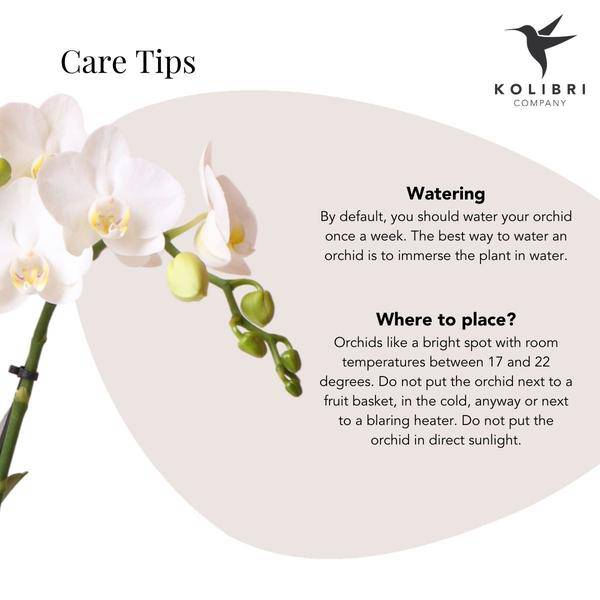 Phalaenopsis Orchidee Amabilis Weiß – 35cm Höhe – Ø9cm – Mit dekorativem Elite Topf Gold – Edle Zimmerpflanze mit 2–3 Blütenstielen – Pflegeleicht & dekorativ 