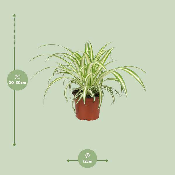 Grünlilie Chlorophytum – Zimmerpflanze – Ø12cm – ↕25cm – Spider-Pflanze – Pflegeleicht – Halbschatten – Luftreinigend 