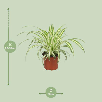 Grünlilie Chlorophytum – Zimmerpflanze – Ø12cm – ↕25cm – Spider-Pflanze – Pflegeleicht – Halbschatten – Luftreinigend 