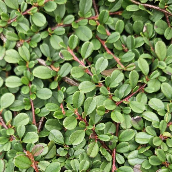 Cotoneaster prostratus 'Streibs Findling' – Zwergmispel – Ø9cm – ↕10-25cm – 12 Pflanzen – Robuster Bodendecker 