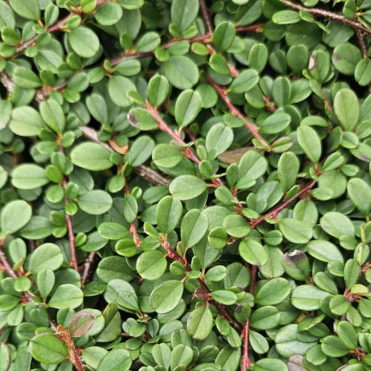Cotoneaster prostratus 'Streibs Findling' – Zwergmispel – Ø9cm – ↕10-25cm – 12 Pflanzen – Robuster Bodendecker 