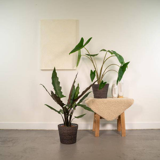 Pflanzenset - Pfeilblätter - Alocasia Zebrina - Ø19cm - ↕75cm + Alocasia Lauterbachiana - Ø19cm - ↕75cm 