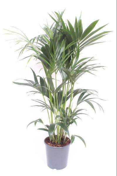 Kentia-Palme - Howea Forsteriana - Zimmerpflanze -Ø24cm - ↕120cm 