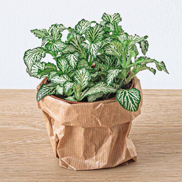 Flaschengarten Ficus Ginseng Bonsai – Nachfüllpackung & Starter Kit – DIY Pflanzenterrarium Set – Komplettset mit Terrarienpflanzen, Aktivkohle & Zubehör – Mini-Ökosystem zum Selberbauen 