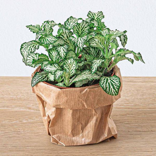 Flaschengarten Ficus Ginseng Bonsai – Nachfüllpackung & Starter Kit – DIY Pflanzenterrarium Set – Komplettset mit Terrarienpflanzen, Aktivkohle & Zubehör – Mini-Ökosystem zum Selberbauen 